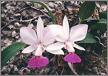 orquidea