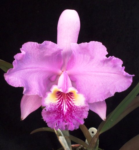 orquidea-2