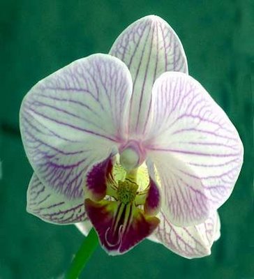 orquidea