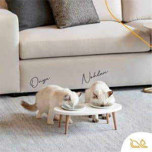 com-interesse-por-pets-em-alta-a-moda-e-gatificar-a-casa-01